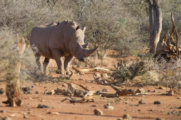 Nashorn im trockenen Buschland