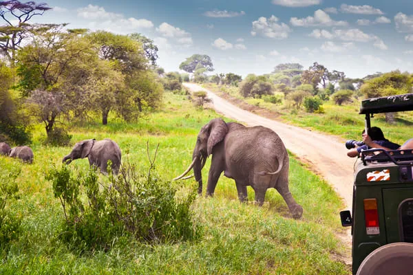 Elefanten am Wegrand, daneben ein Safarifahrzeug