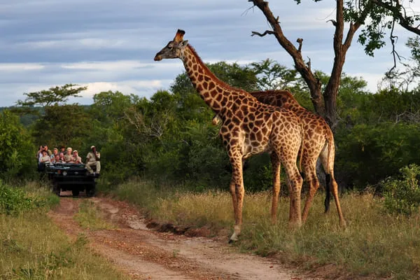 Zwei Giraffen am Wegrand, dahinter ein offenes Safarifahrzeug