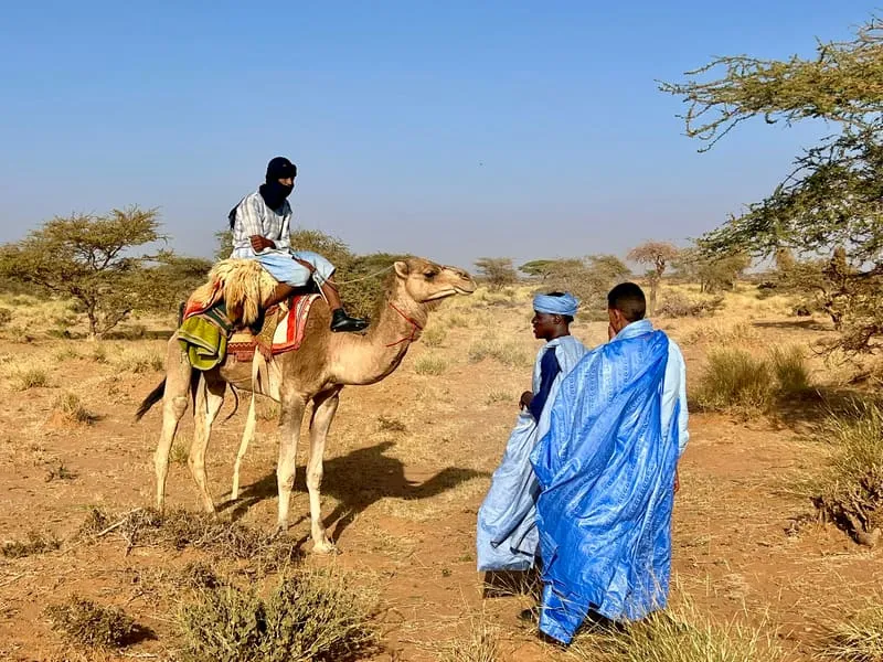 Nomaden mit Kamel in der mauretanischen Wüste